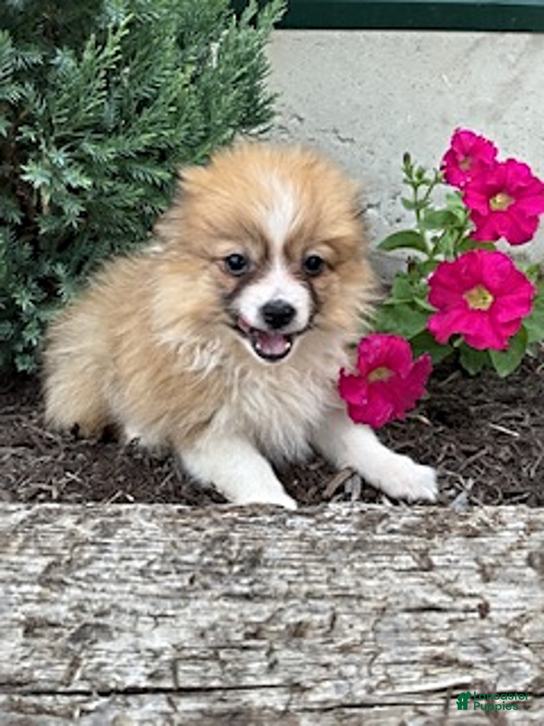 Pomeranian dogs for sale: Betsy - Image 5