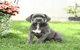Cane Corso dogs for sale: Brynn - Image 1