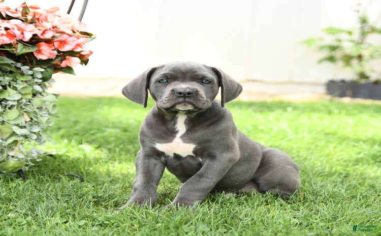 Cane Corso dogs for sale - Ad 5
