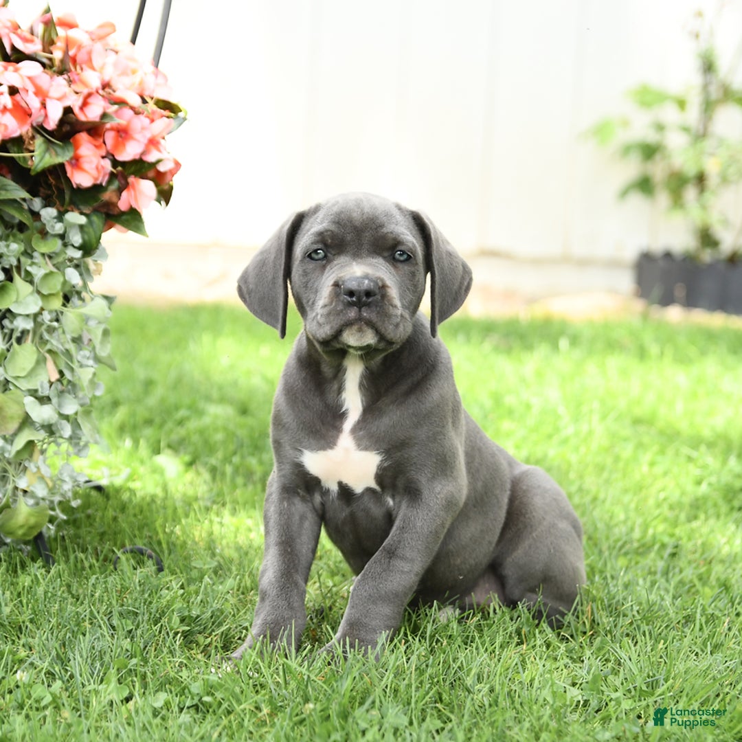 Cane Corso dogs for sale: Brynn - Image 1