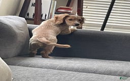 Dachshund dogs for sale: Sandy - Image 8