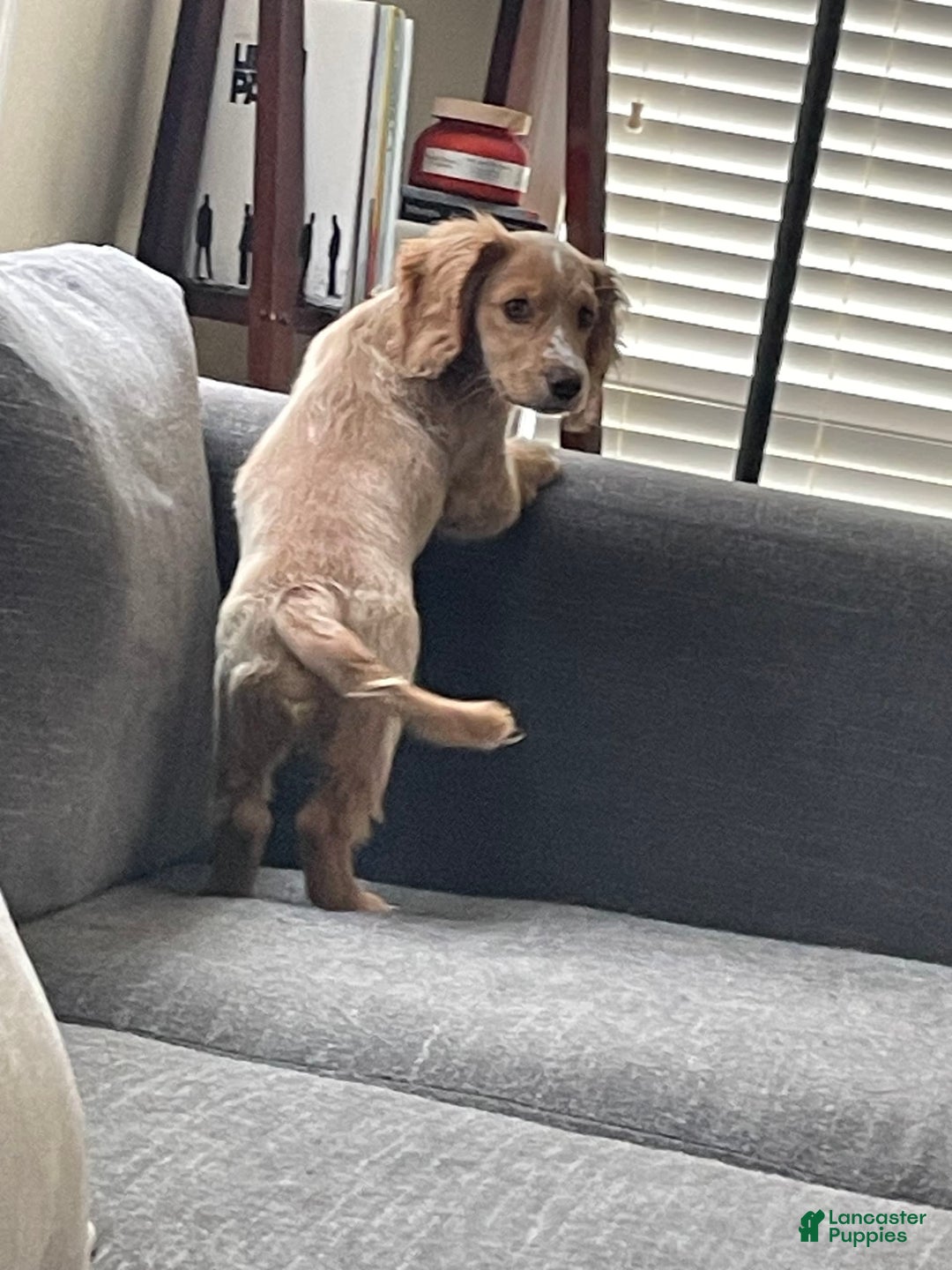 Dachshund dogs for sale: Sandy - Image 8