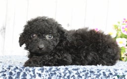 Havapoo dogs for sale: Alden - Image 3
