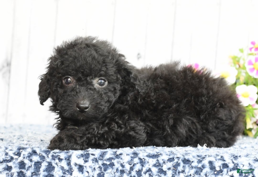 Havapoo dogs for sale: Alden - Image 3