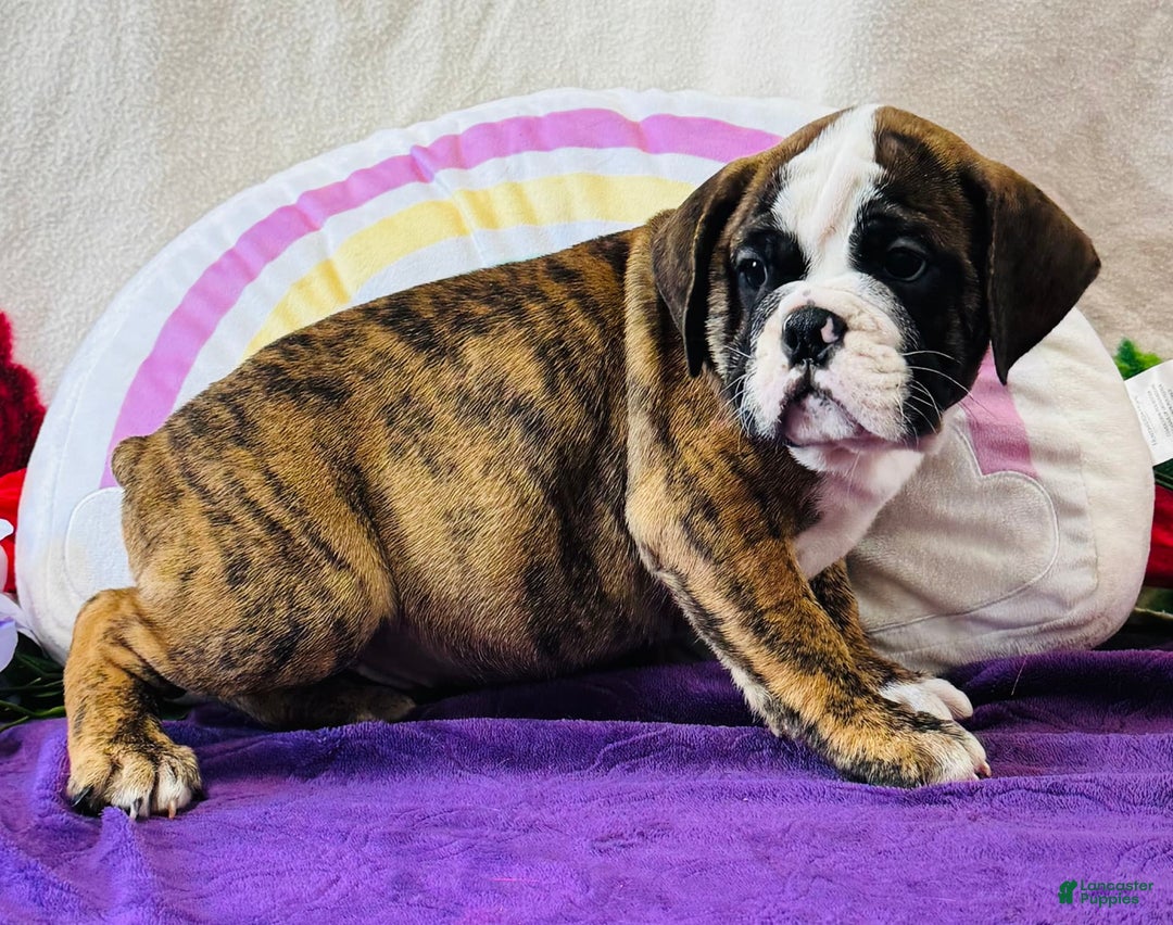 English Bulldog dogs for sale: Leo - Image 3