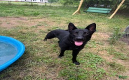 German Shepherd dogs for sale: Rowdy - Image 6