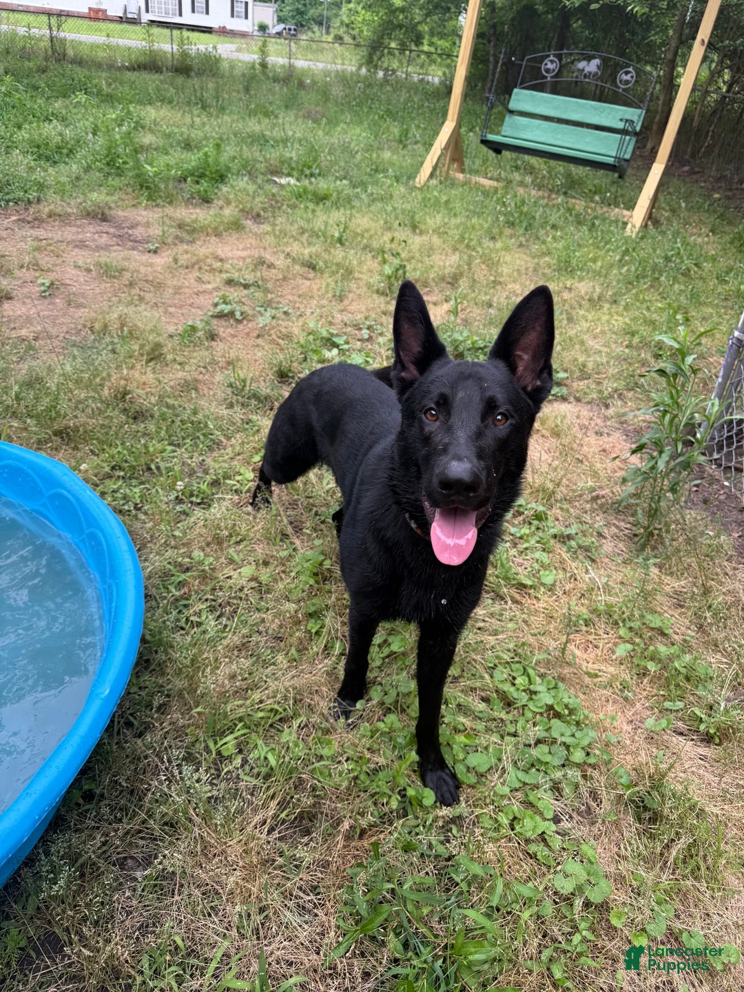 German Shepherd dogs for sale: Rowdy - Image 6