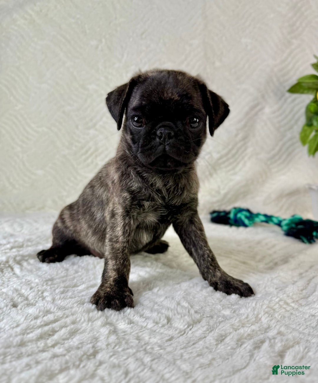 Pug dogs for sale: Pugsley - Image 4