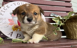 Welsh Corgi Pembroke dogs for sale: Welsh Corgi (Pembroke) 4 puppies - Image 2