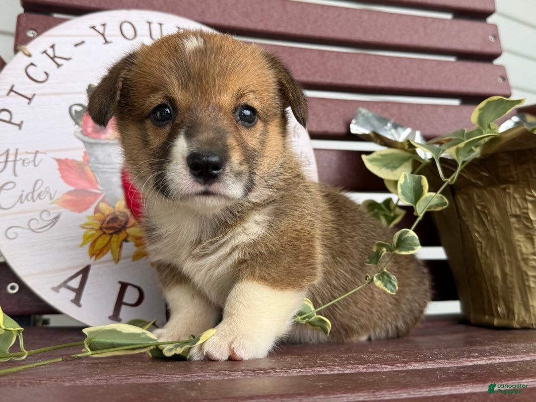 Welsh Corgi Pembroke dogs for sale: Welsh Corgi (Pembroke) 4 puppies - Image 2