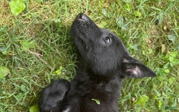 Belgian Malinois dogs for sale: Akc Certified Male 7 - Image 14