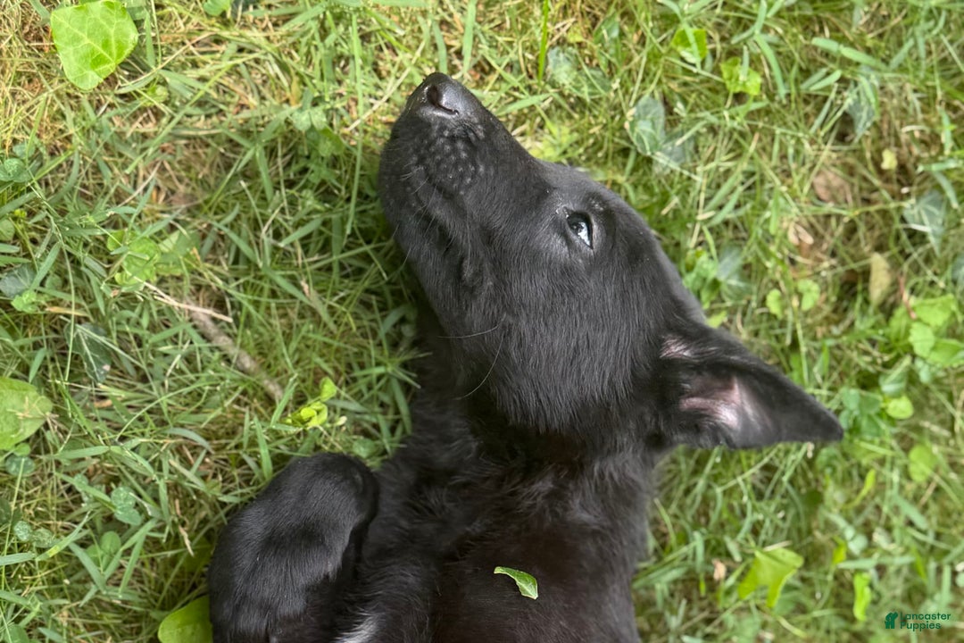Belgian Malinois dogs for sale: Akc Certified Male 7 - Image 14