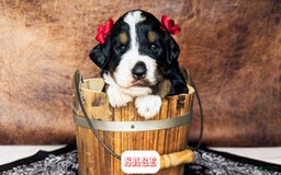 Bernedoodle dogs for sale: Sage - Image 1