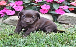 Labrador Retriever dogs for sale: Nellie - Image 1