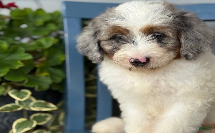 Mini Bernedoodle dogs for sale - Ad 4