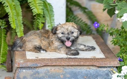 Havanese dogs for sale: Troy - Image 5