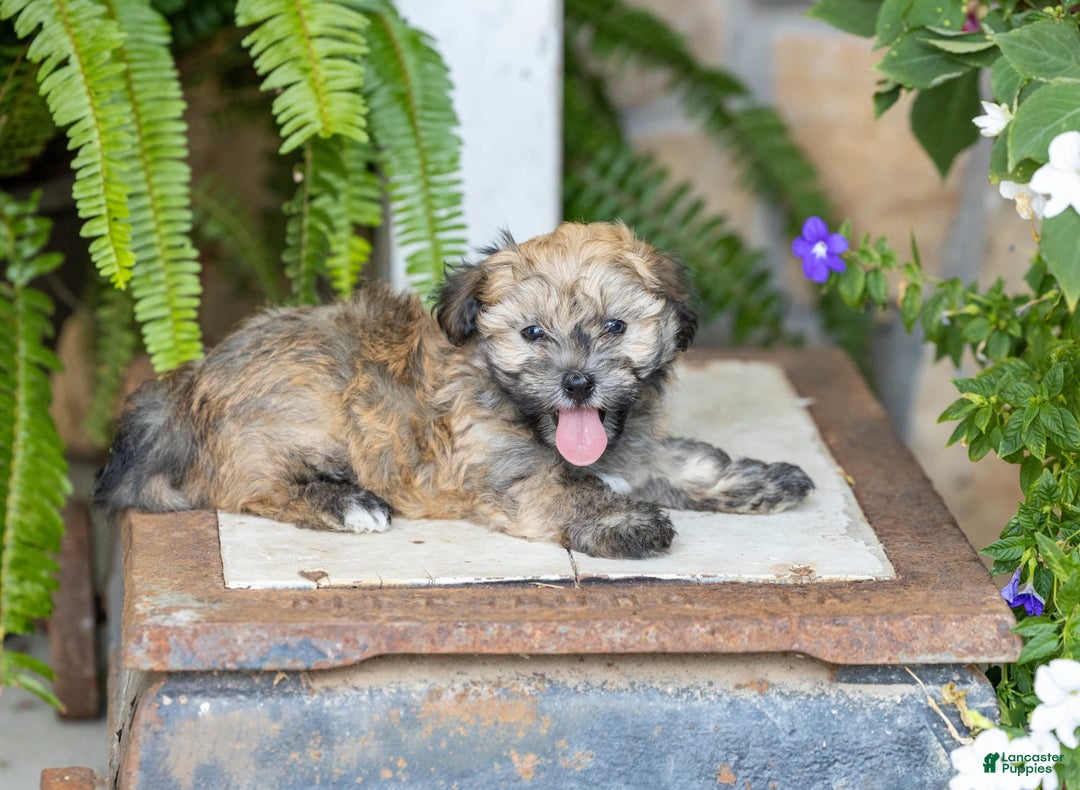 Havanese dogs for sale: Troy - Image 5