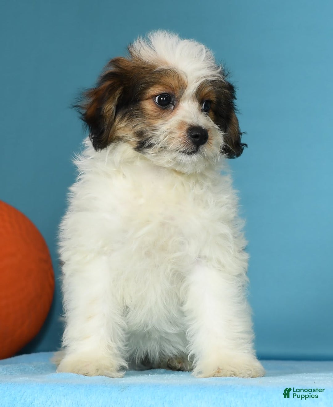 Bichon Frise dogs for sale: Moana - Image 6