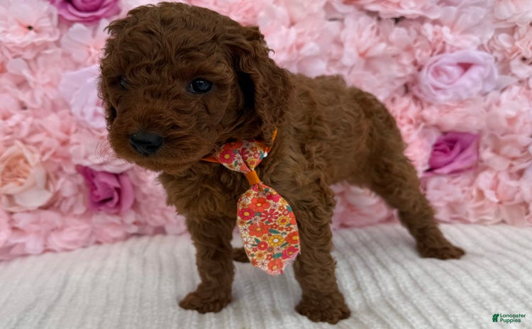 Standard Poodle dogs for sale - Ad 2
