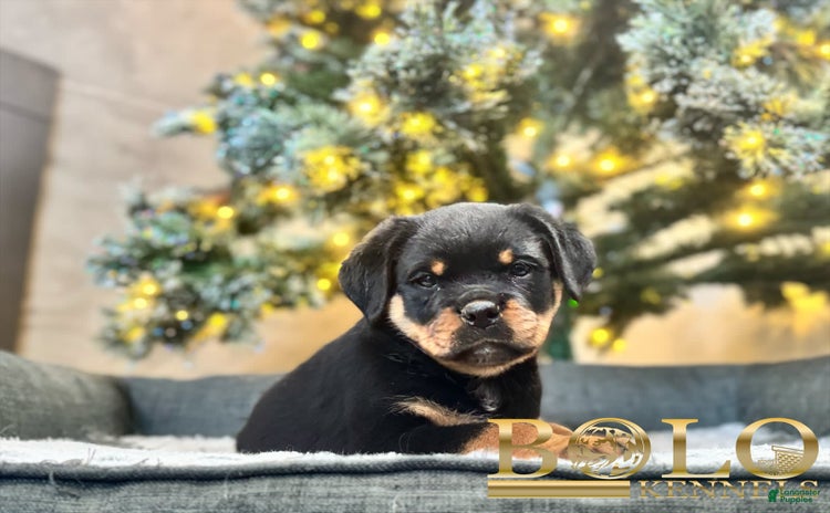 Rottweiler dogs for sale - Ad 1