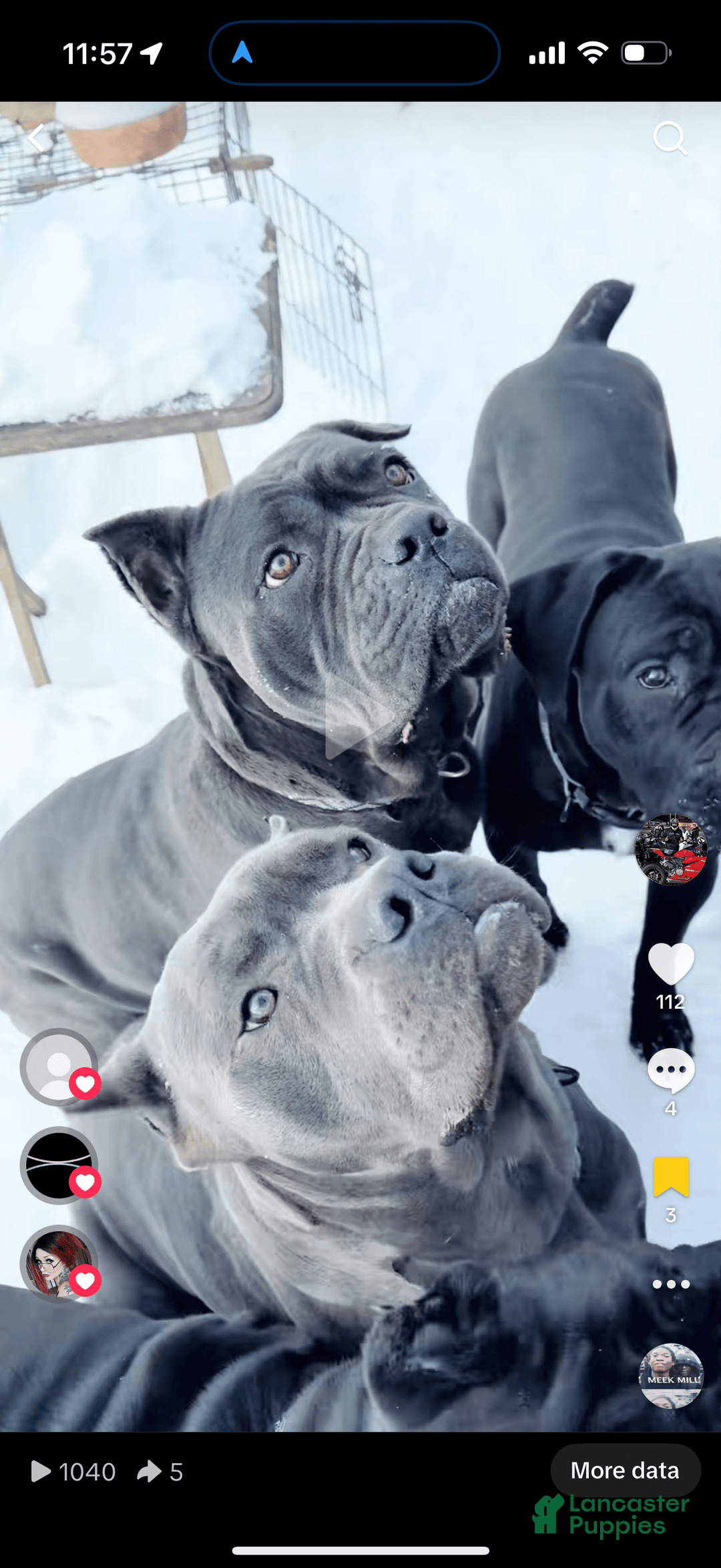 Cane Corso dogs for sale: Madonna - Image 11
