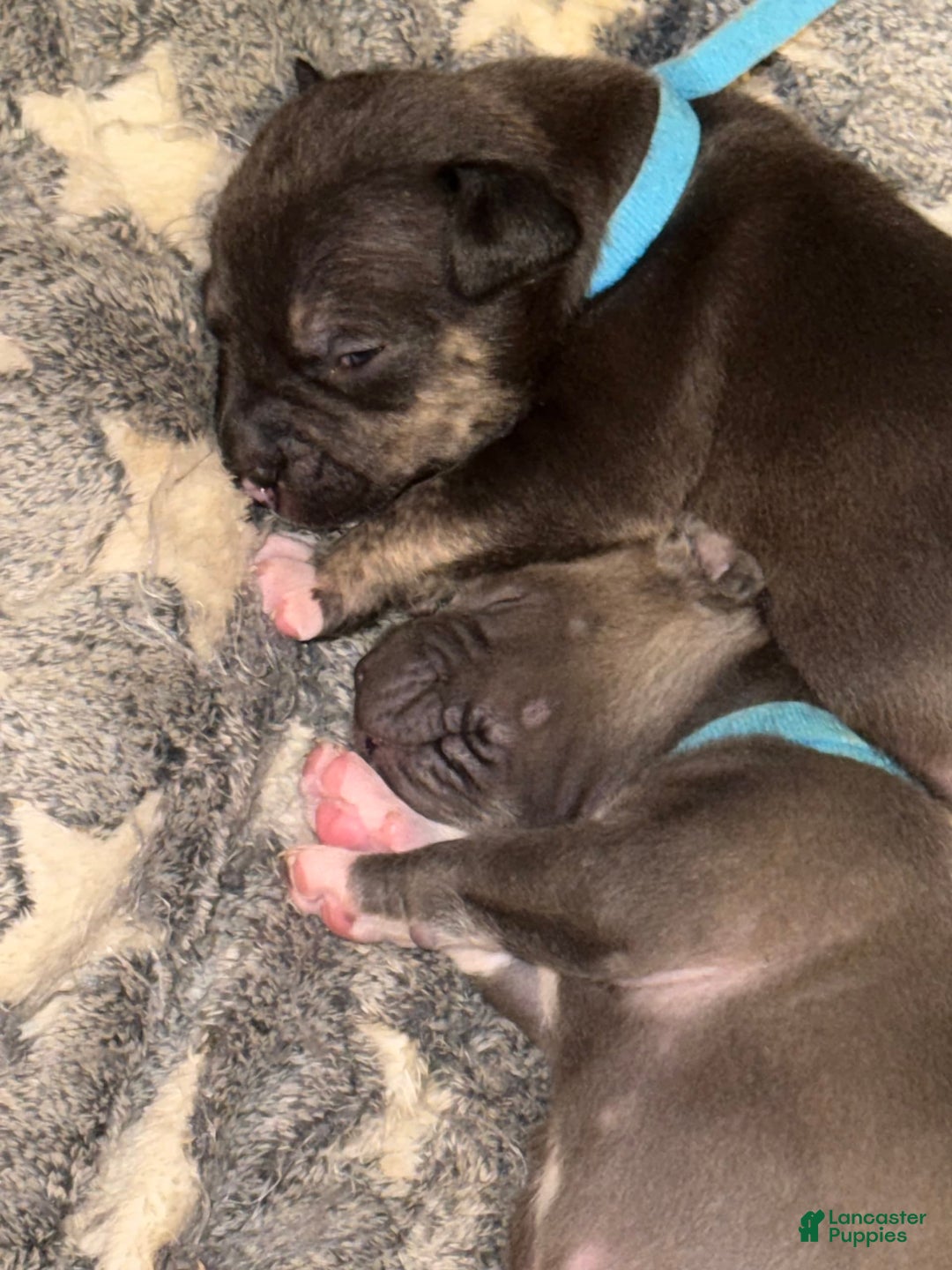 American Bully dogs for sale: Bear - Image 8
