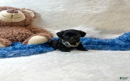 Morkie dogs for sale: Sterling - Image 2