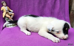 Border Collie dogs for sale: Gumbi - Image 19