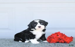 Miniature Bernese Mountain Dog dogs for sale: Mallory - Image 4