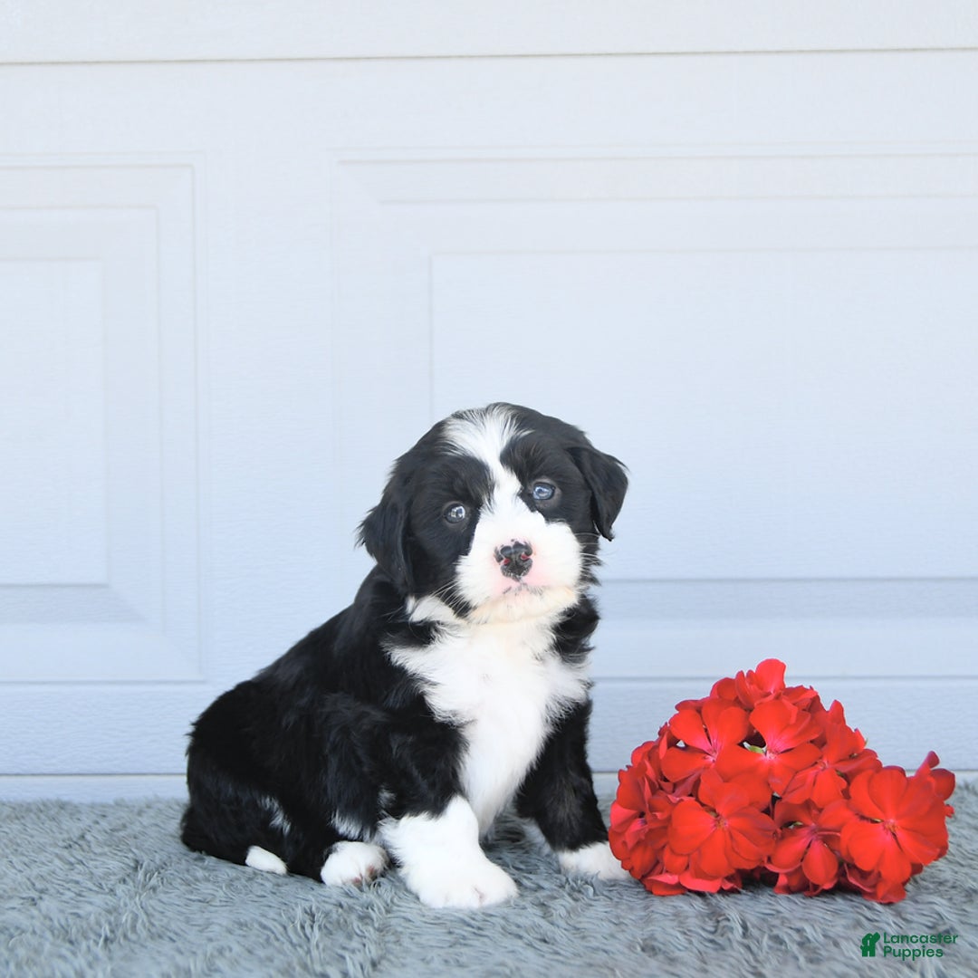 Miniature Bernese Mountain Dog dogs for sale: Mallory - Image 4