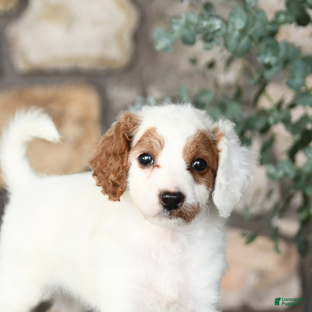 Mini Goldendoodle dogs for sale: Mini Marshmallow - Image 3