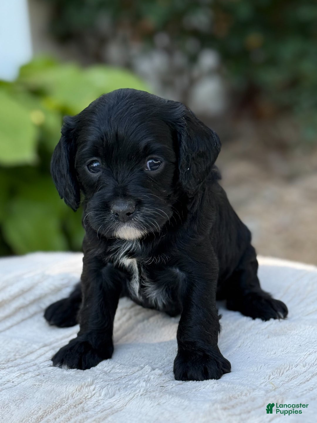 Cavapoo dogs for sale: Lucy - Image 2