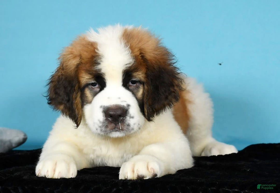 Saint Bernard dogs for sale: Luna - Image 5
