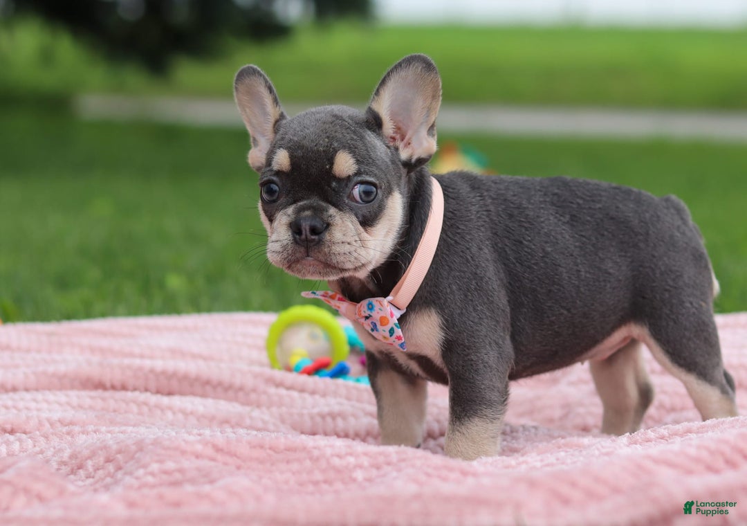 French Bulldog dogs for sale: Demi - Image 7