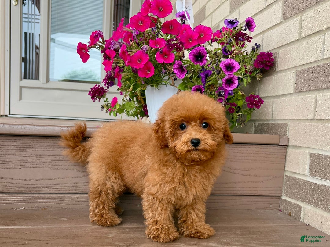 Maltipoo dogs for sale: Gorgeous - Image 10
