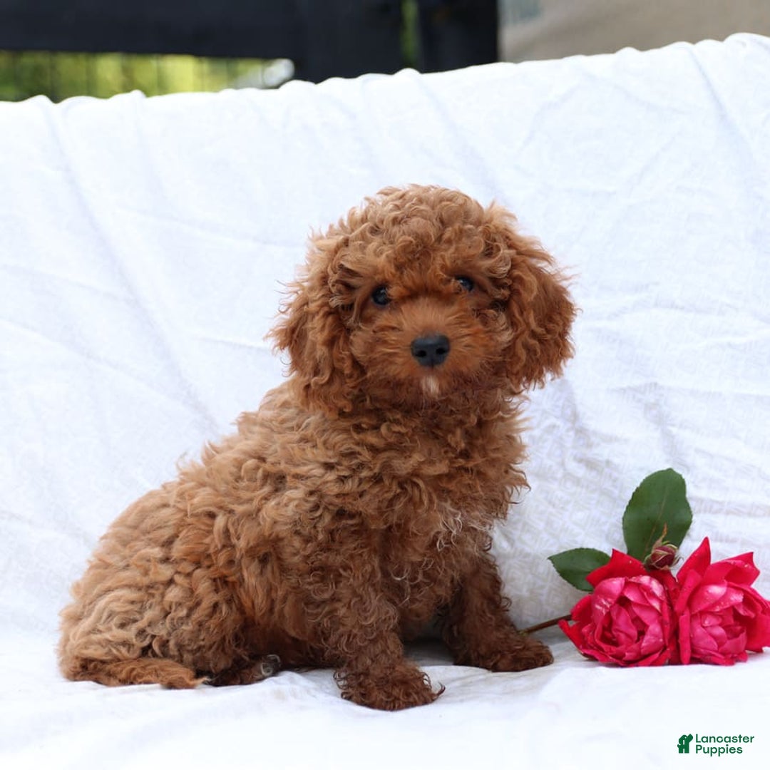 Cavapoo dogs for sale: Griffin - Image 5