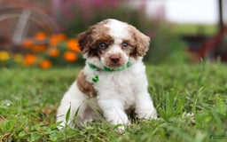 Miniature Poodle dogs for sale: Biscuit - Image 15