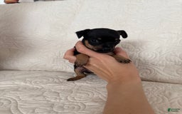 Russian Toy Terrier dogs for sale: Misty - Image 2