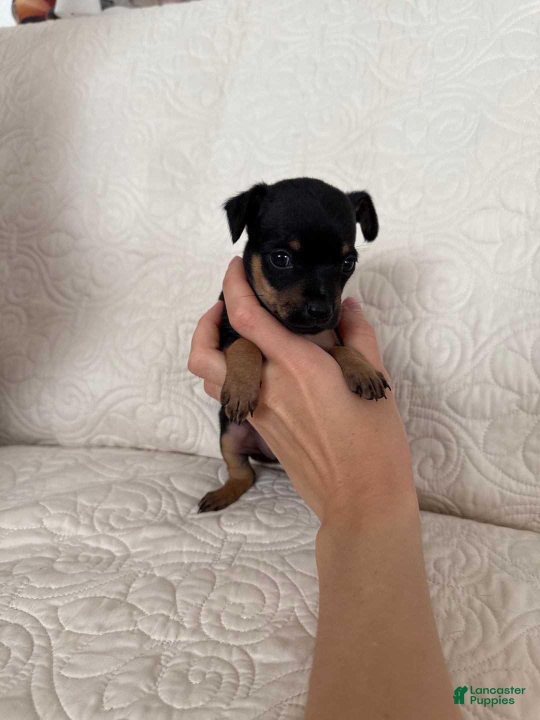 Russian Toy Terrier dogs for sale: Misty - Image 2