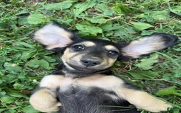 Miniature Dachshund dogs for sale: Penny - Image 1