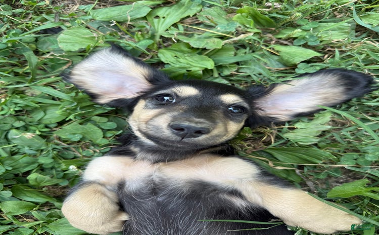 Miniature Dachshund dogs for sale - Ad 2