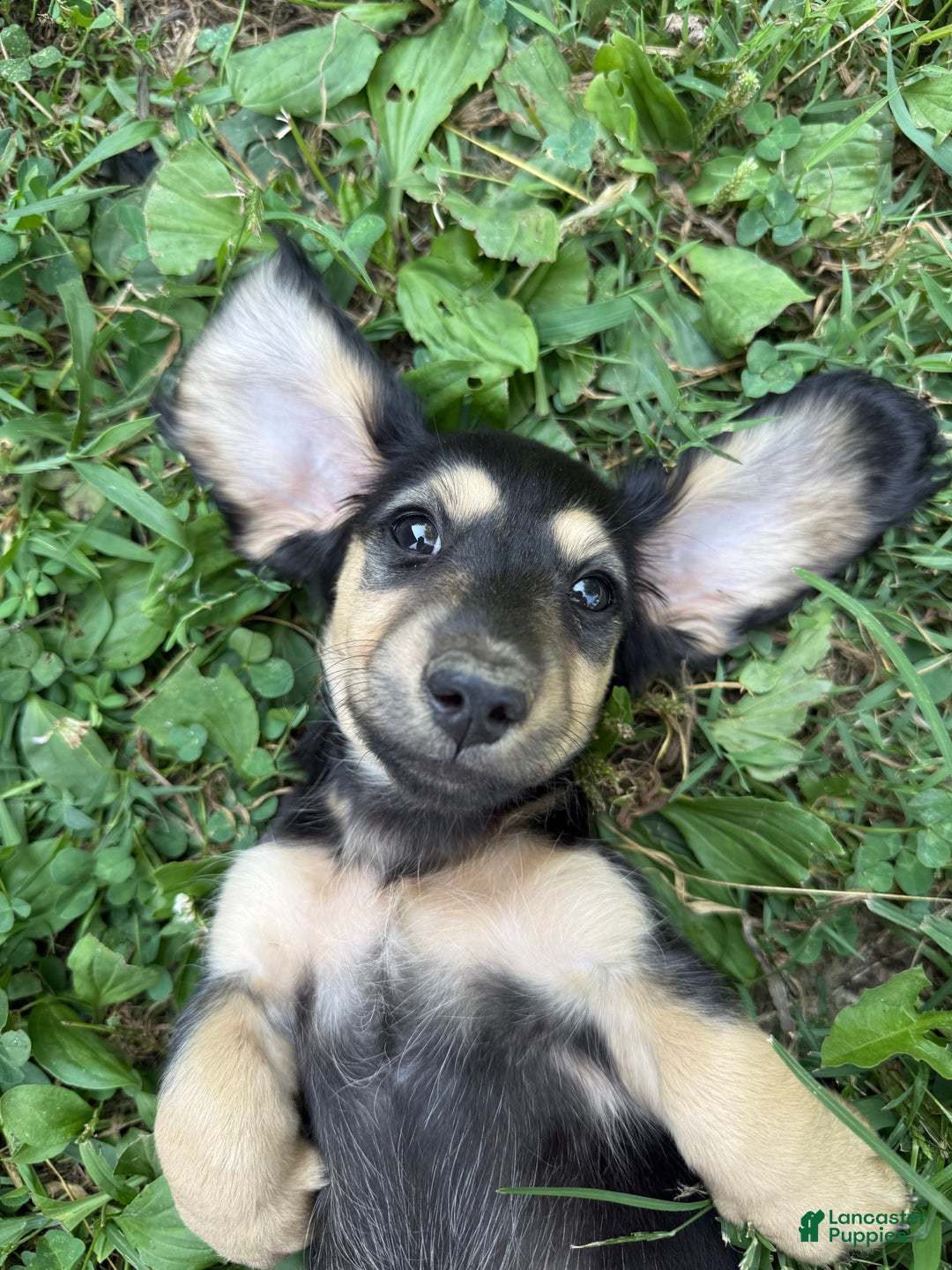 Miniature Dachshund dogs for sale: Penny - Image 1