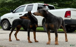 Doberman Pinscher dogs for sale: Male Puppy - Image 6