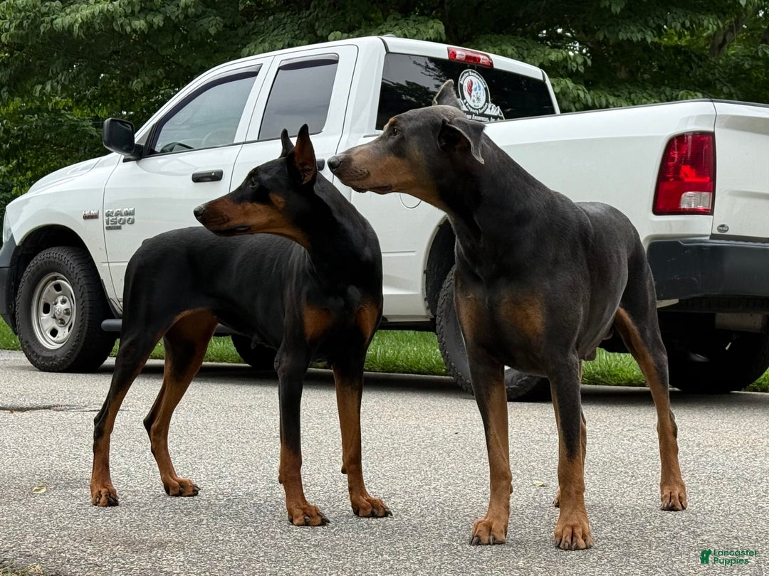 Doberman Pinscher dogs for sale: Male Puppy - Image 6