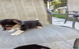 Welsh Corgi Pembroke dogs for sale: Welsh Corgi (Pembroke) 3 puppies - Image 3