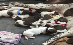 German Shorthaired Pointer dogs for sale: Yellow - Image 5