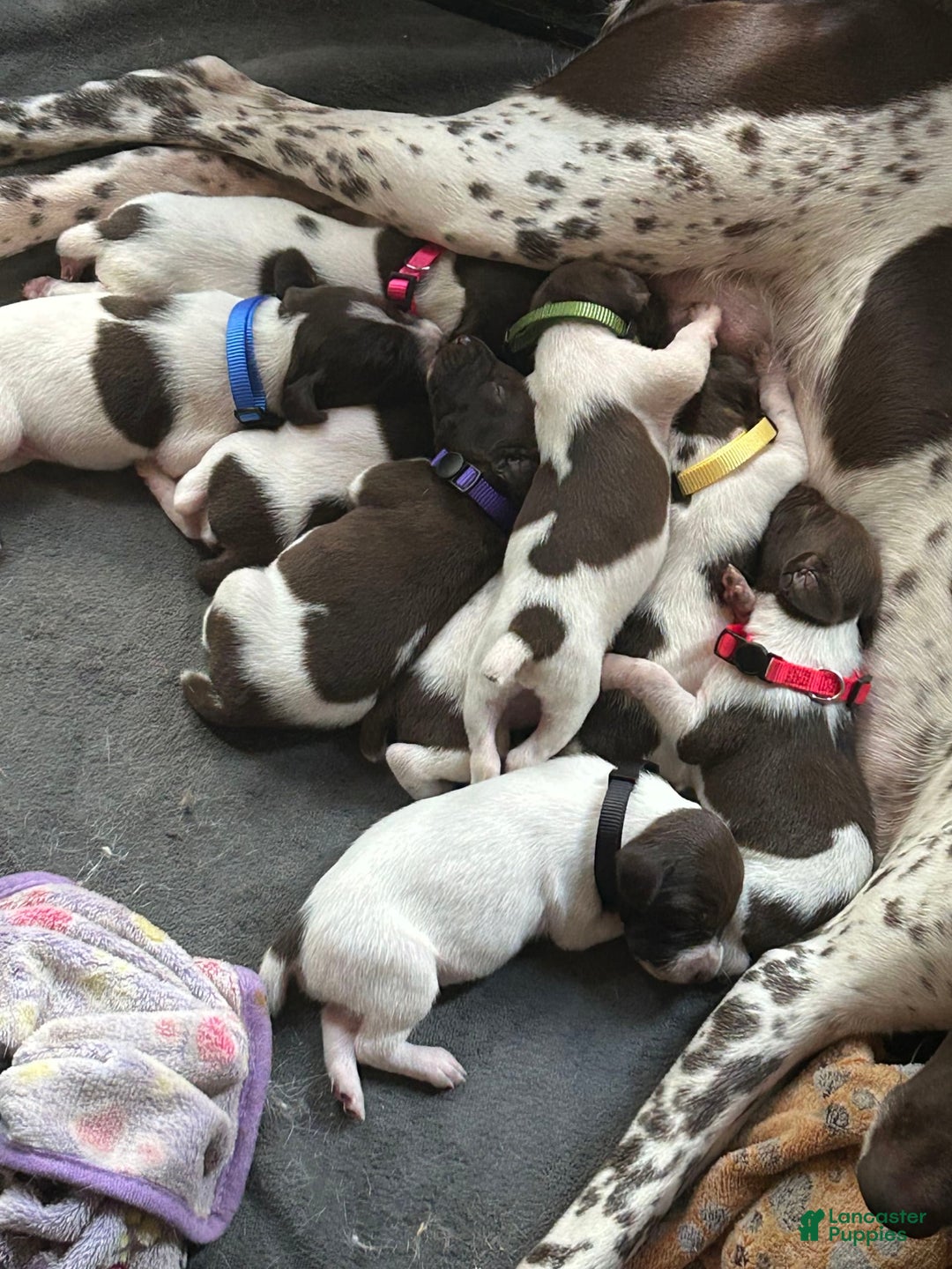German Shorthaired Pointer dogs for sale: Yellow - Image 5