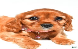 Cavalier King Charles Spaniel dogs for sale: Peggy - Image 4