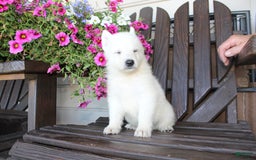 German Shepherd dogs for sale: James - Image 4