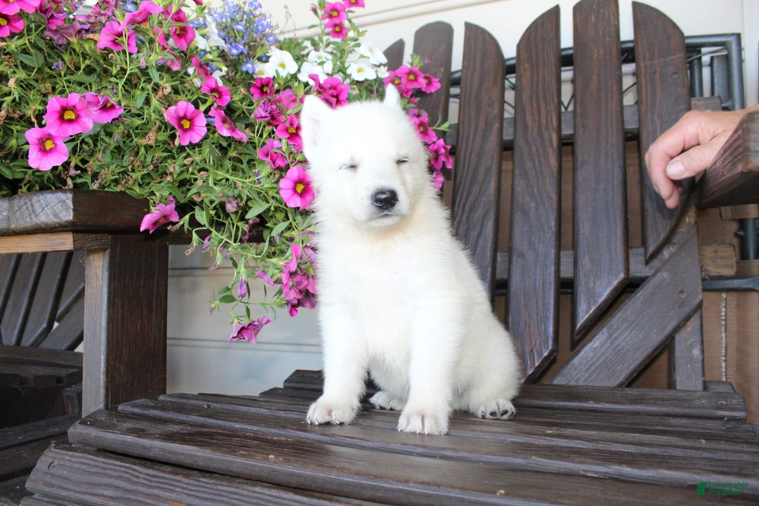 German Shepherd dogs for sale: James - Image 4